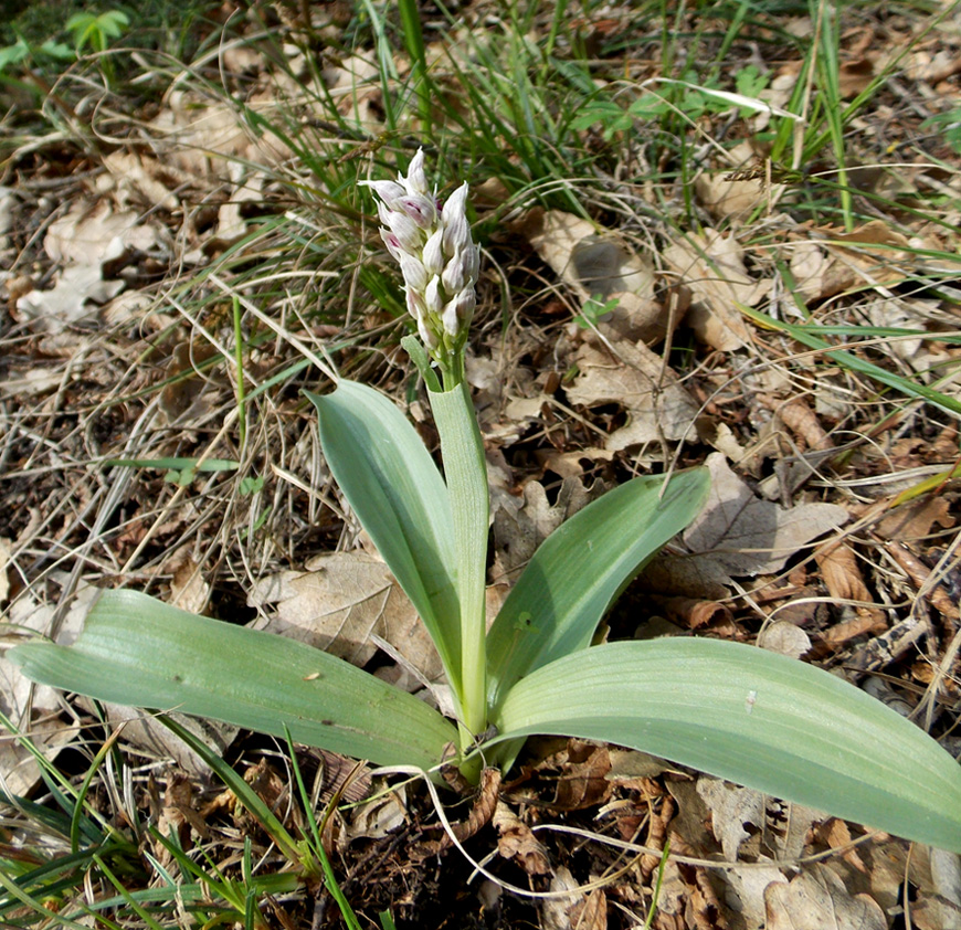 Image of Orchis simia specimen.