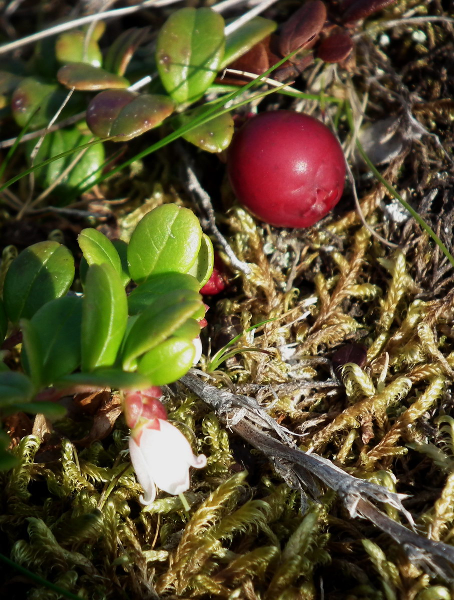 Image of Vaccinium vitis-idaea var. minus specimen.