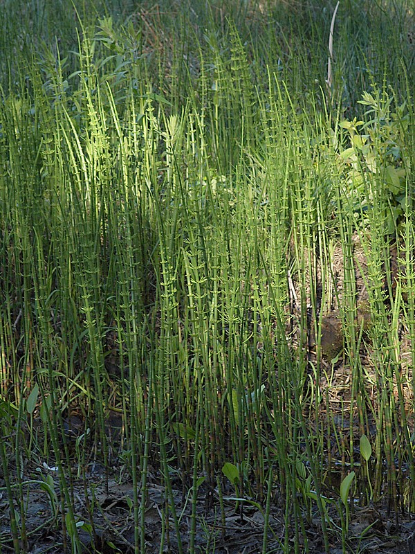 Изображение особи Equisetum fluviatile.