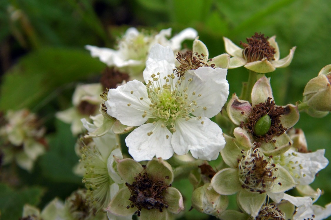 Изображение особи род Rubus.