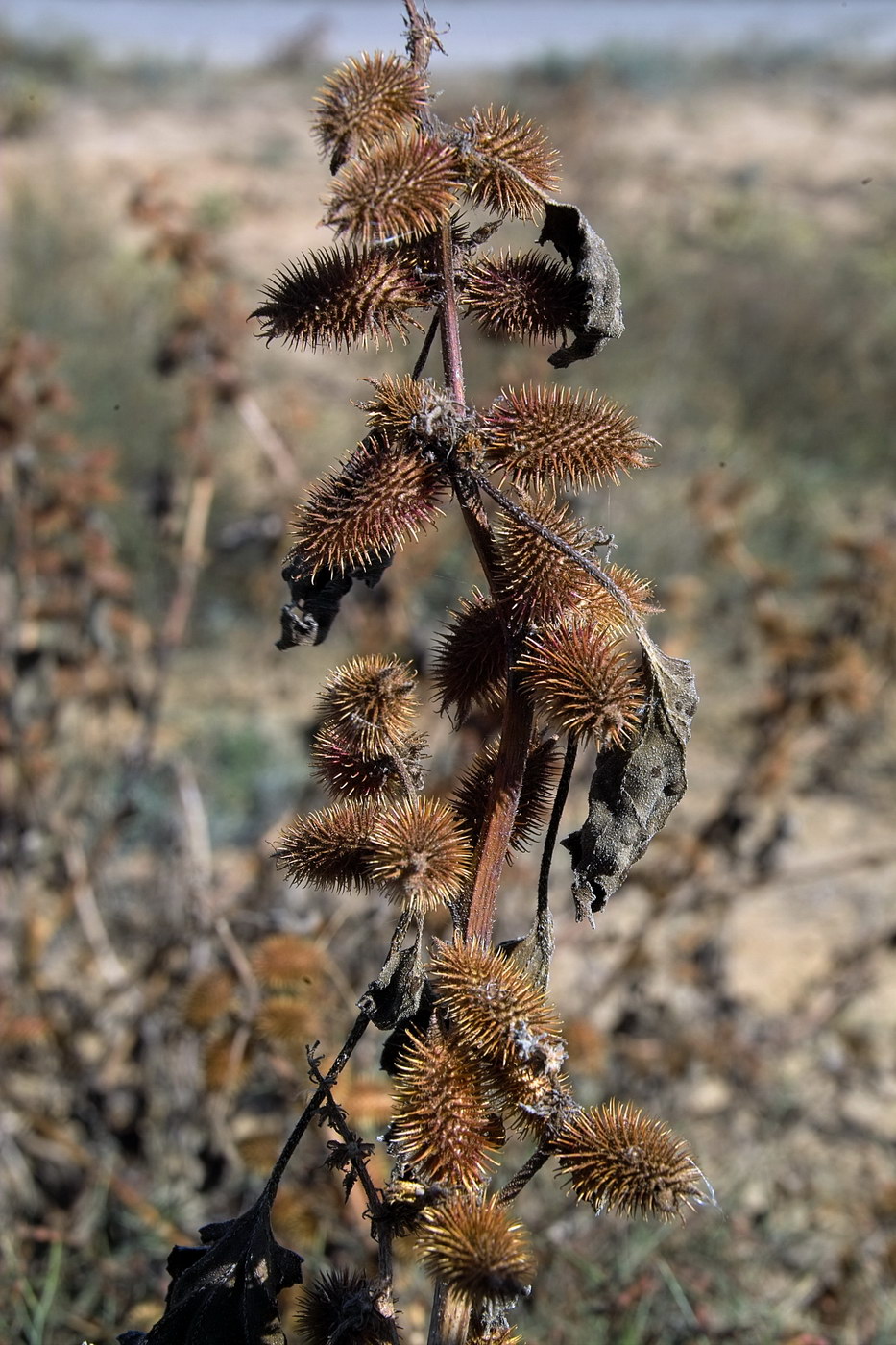 Image of Xanthium orientale specimen.