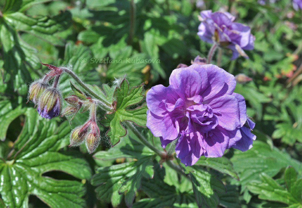 Image of Geranium himalayense specimen.