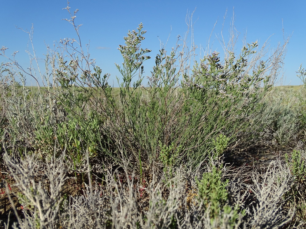 Image of Limonium coralloides specimen.