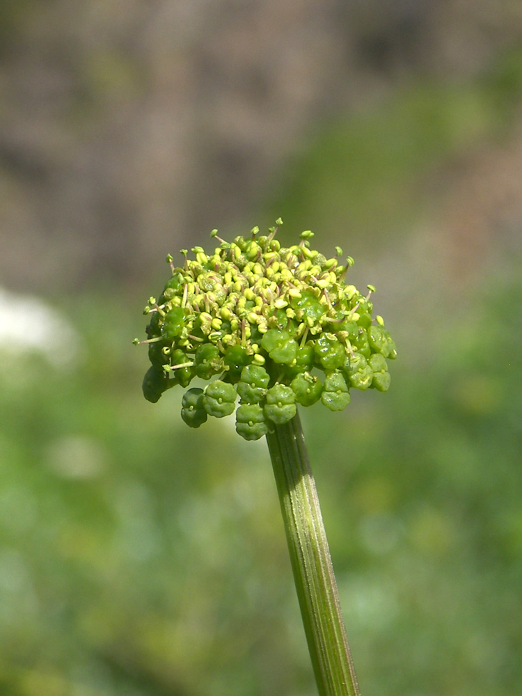 Image of Angelica purpurascens specimen.