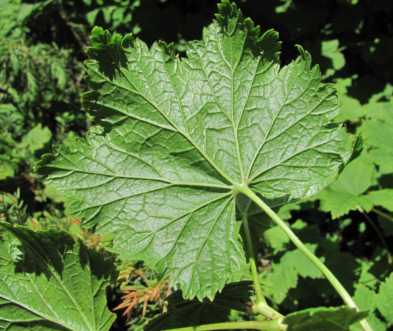 Image of Ribes biebersteinii specimen.