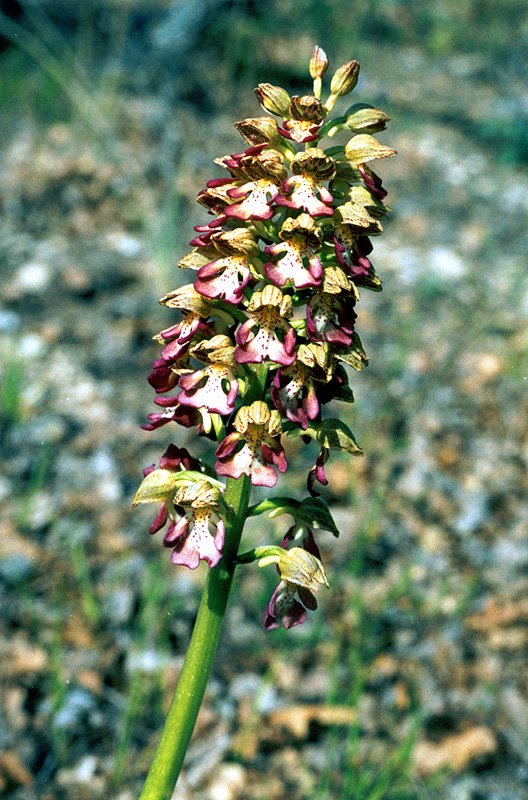 Image of Orchis &times; wulffiana specimen.