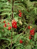 Ribes mandshuricum. Часть ветви с соплодиями. Приморье, окр. г. Находка, смешанный лес. 07.09.2016.