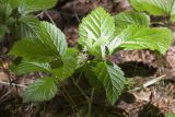 Rubus saxatilis. Цветущее растение. Тверская обл., Кимрский р-н, окр. дер. Ларцево, смешанный лес (ель, осина, берёза). 01.06.2016.