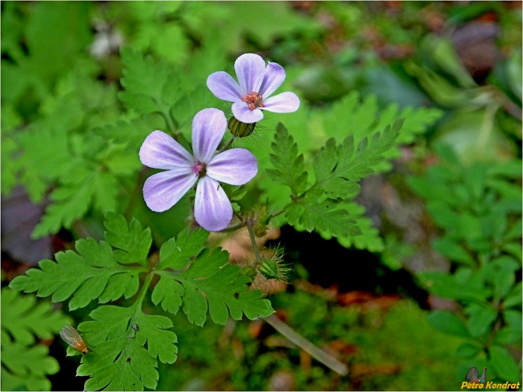 Image of Geranium robertianum specimen.