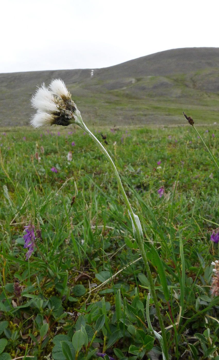 Image of Antennaria lanata specimen.