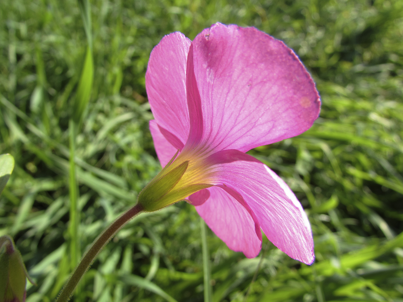 Изображение особи Oxalis bowiei.