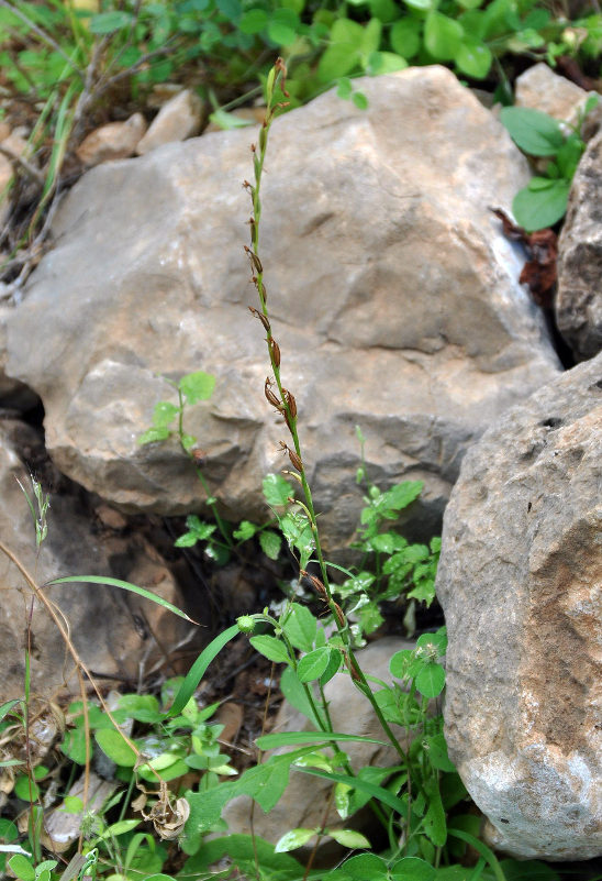 Image of Habenaria socotrana specimen.