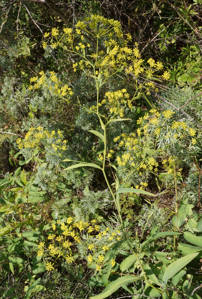 Image of Bupleurum krylovianum specimen.