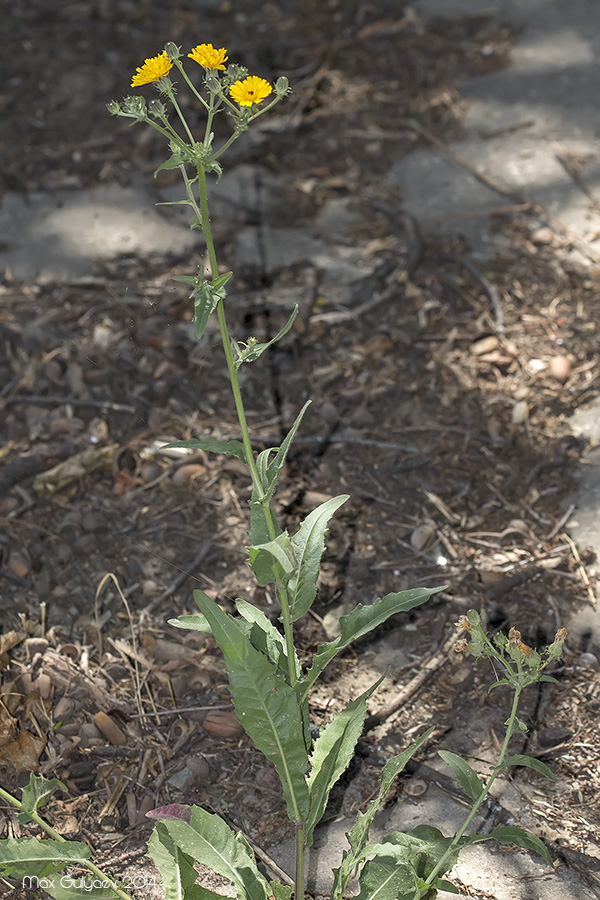 Image of Picris hieracioides specimen.