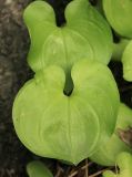 Maianthemum dilatatum