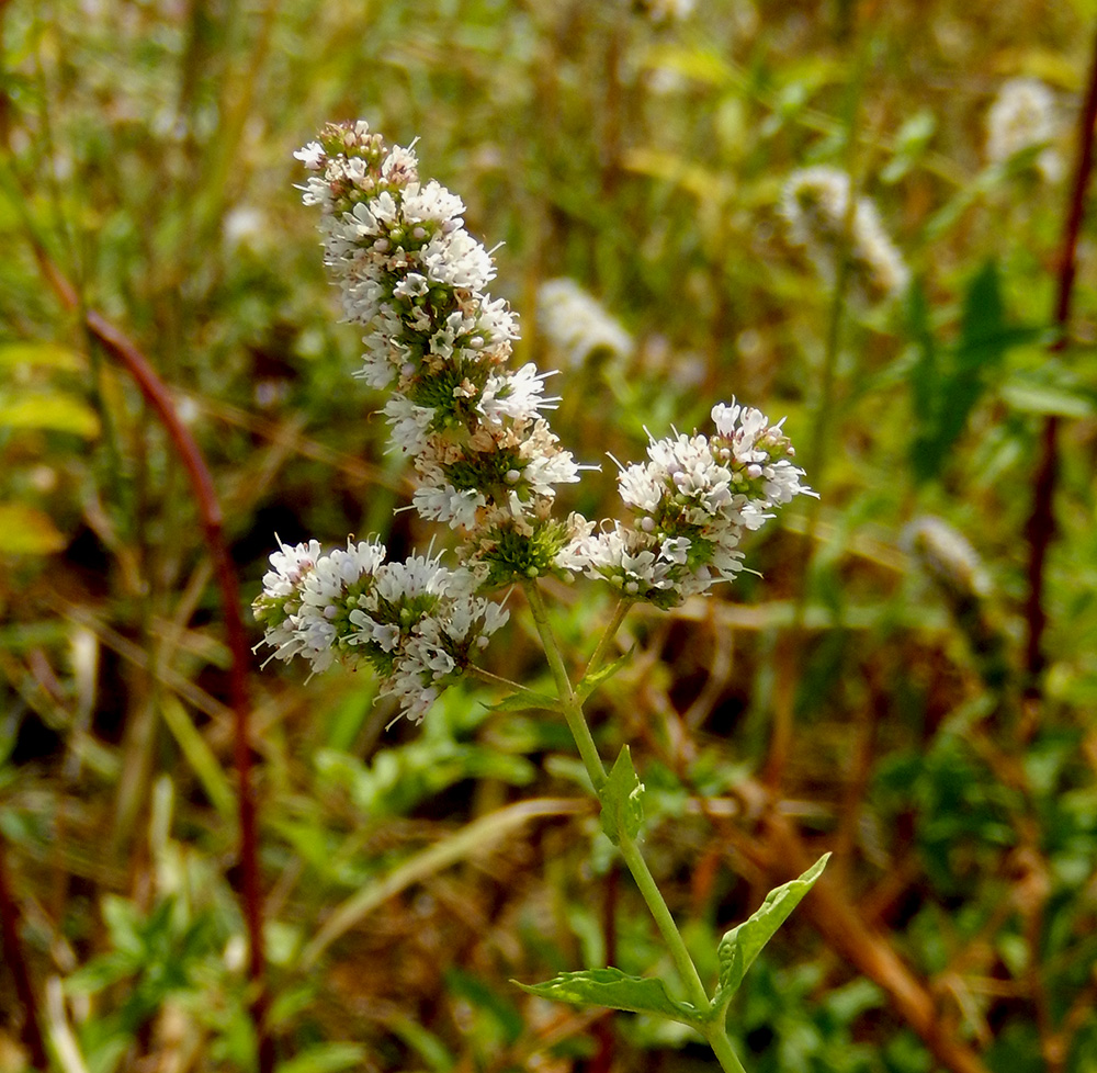 Image of Mentha spicata specimen.