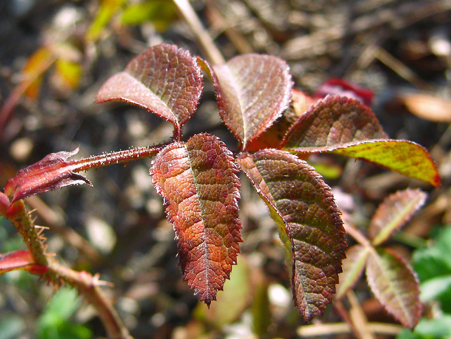 Image of Rosa gallica specimen.