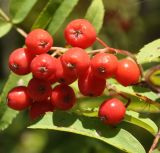 Sorbus aucuparia