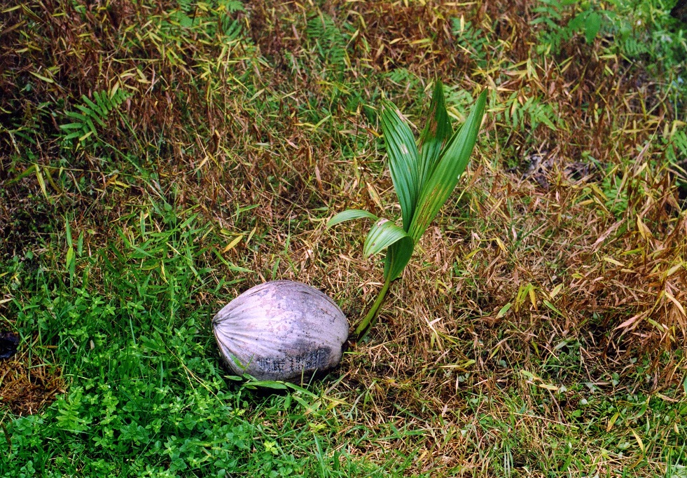 Image of Cocos nucifera specimen.