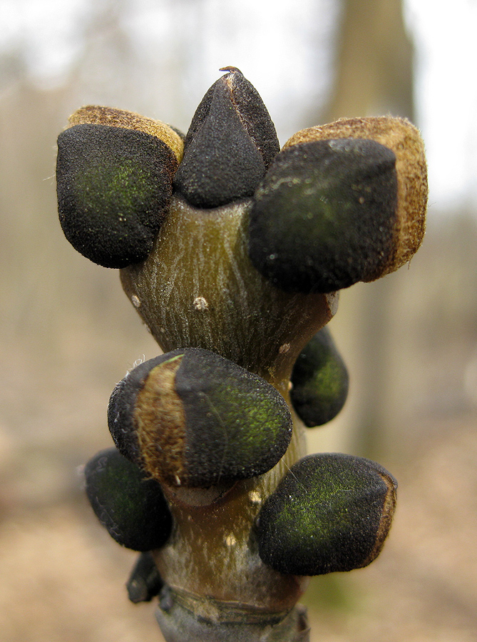 Image of Fraxinus excelsior specimen.