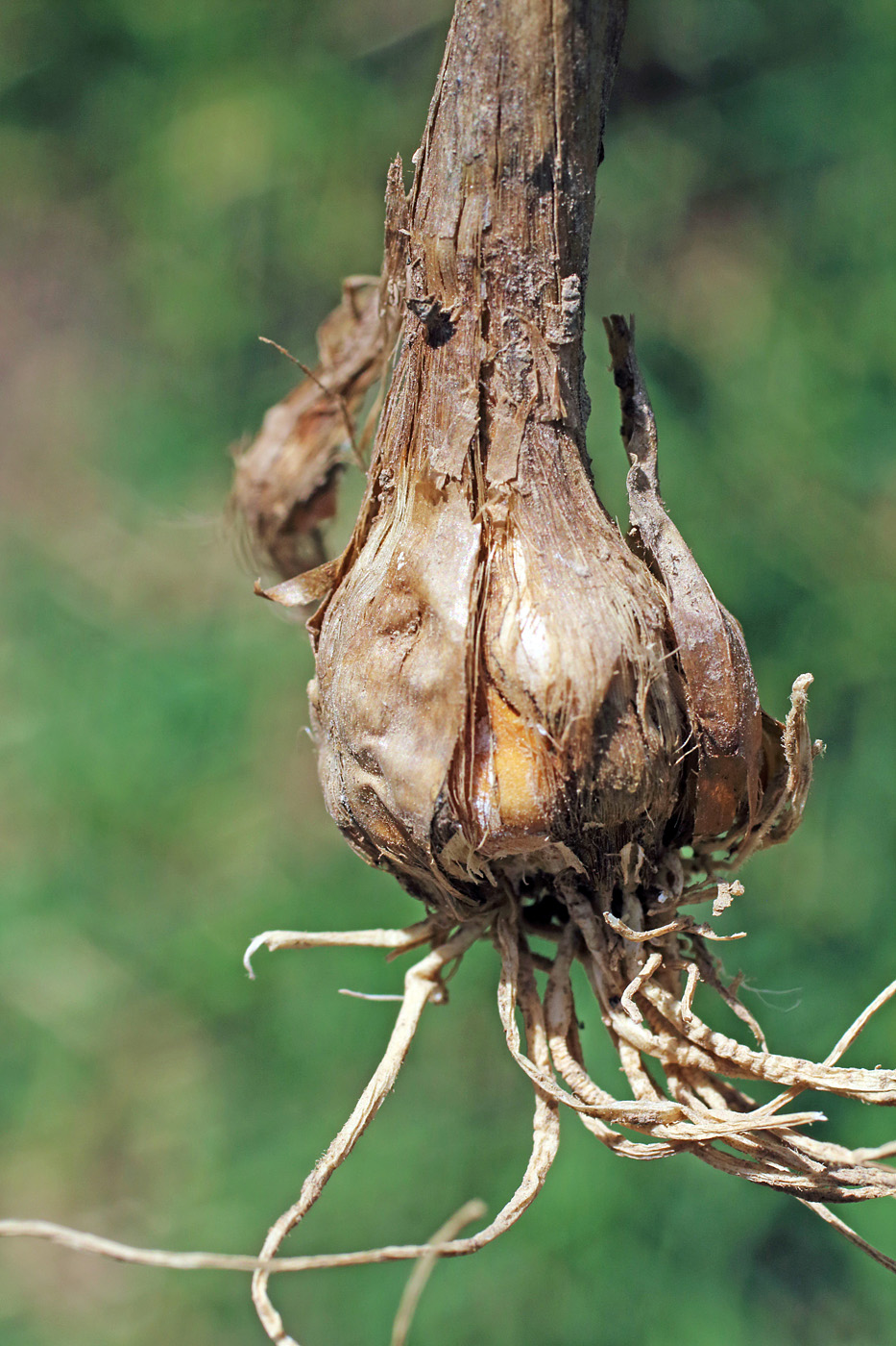 Image of Allium atroviolaceum specimen.