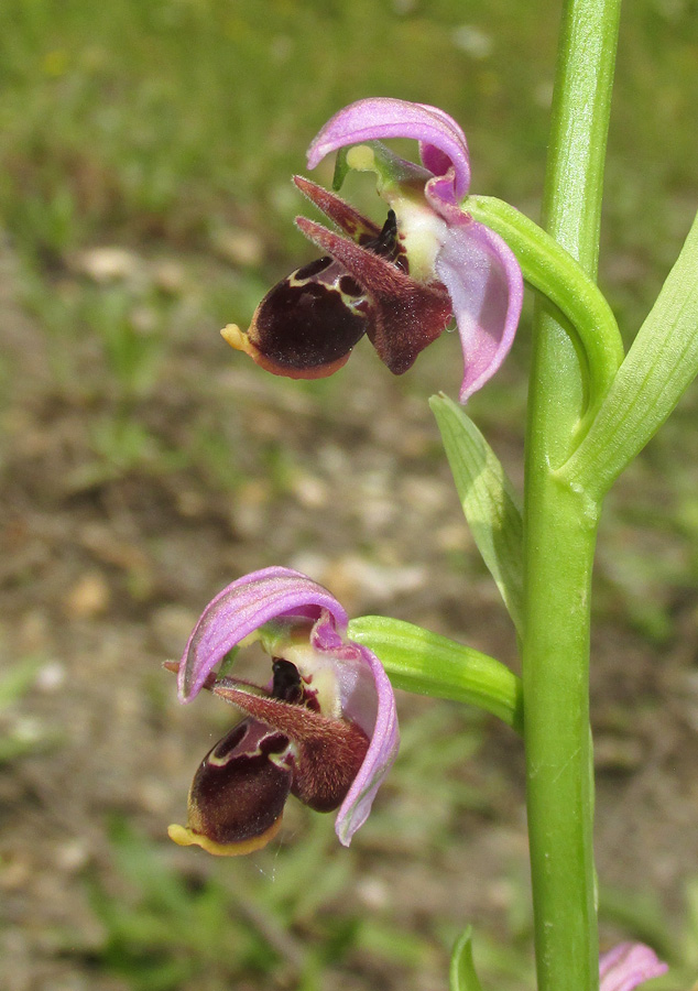 Image of Ophrys oestrifera specimen.