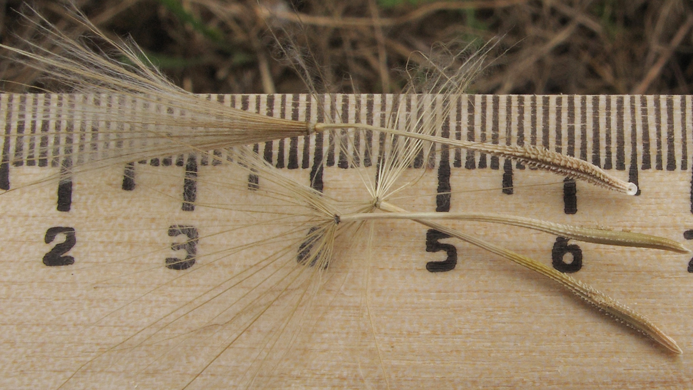 Image of Tragopogon dubius specimen.