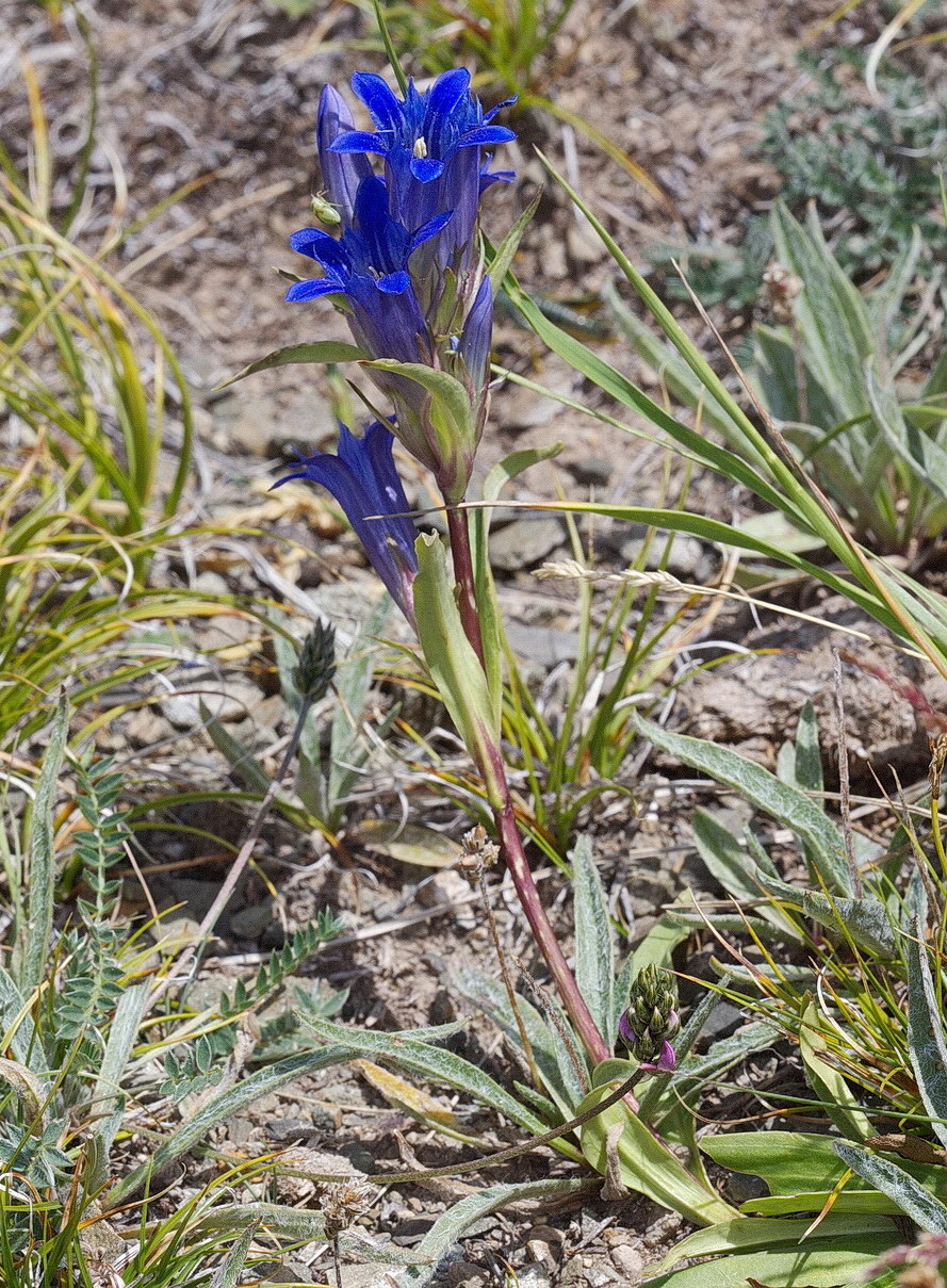 Image of Gentiana kirilowii specimen.