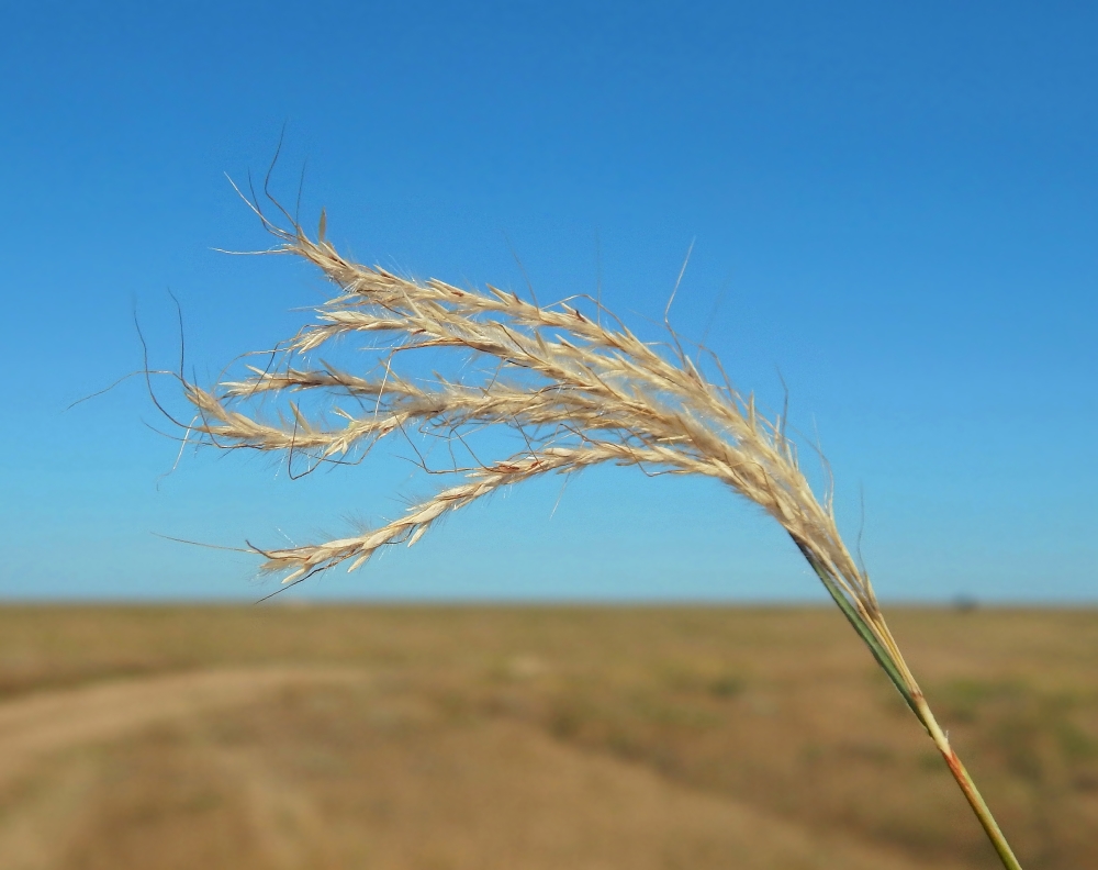 Image of Bothriochloa ischaemum specimen.