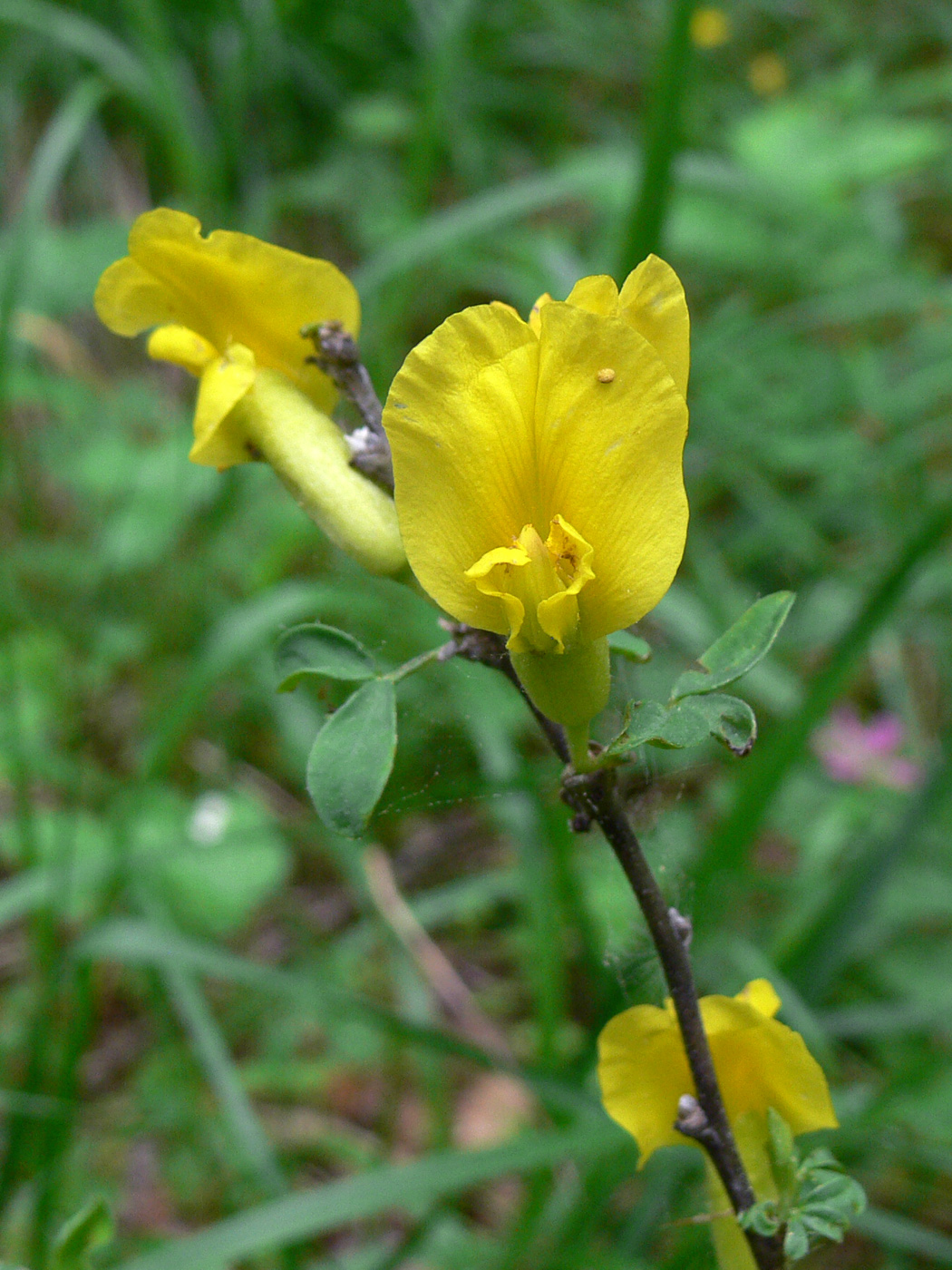 Image of Chamaecytisus ruthenicus specimen.