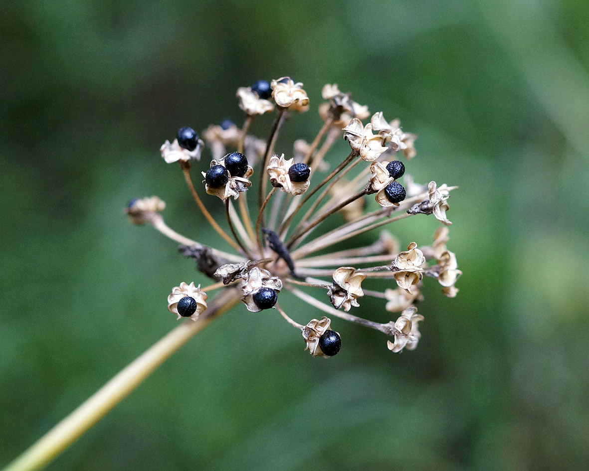 Image of Allium ochotense specimen.