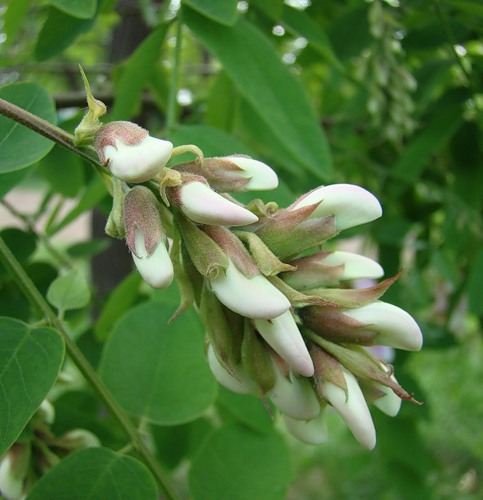 Image of Robinia luxurians specimen.