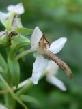 Platanthera bifolia. Цветок. Свердловская обл., окр. г. Североуральск, сосново-елово-лиственничный лес. 19.07.2017.