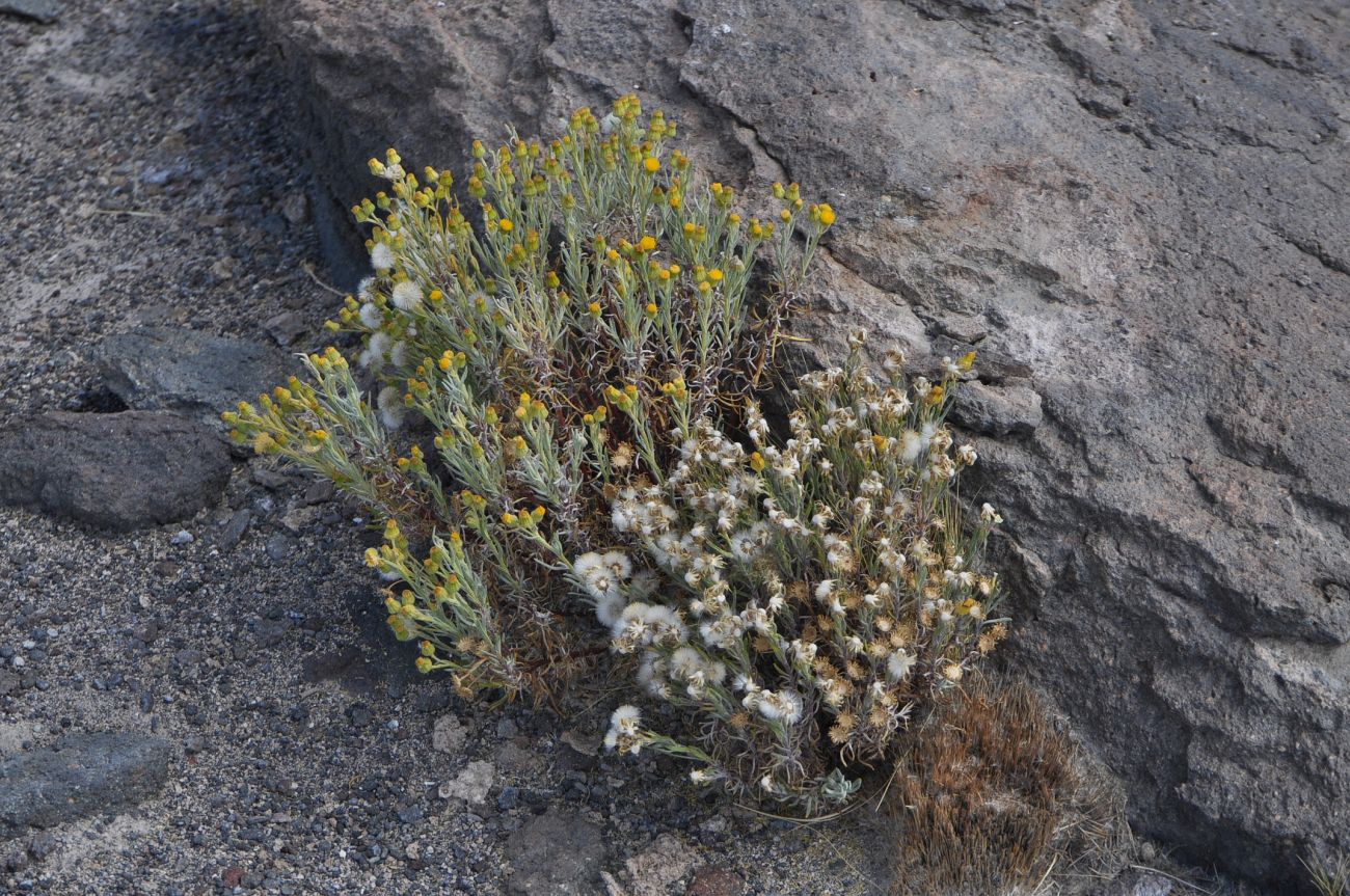 Image of familia Asteraceae specimen.