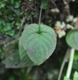 genus Viola. Лист. Республика Адыгея, долина руч. Руфабго. 28.04.2018.