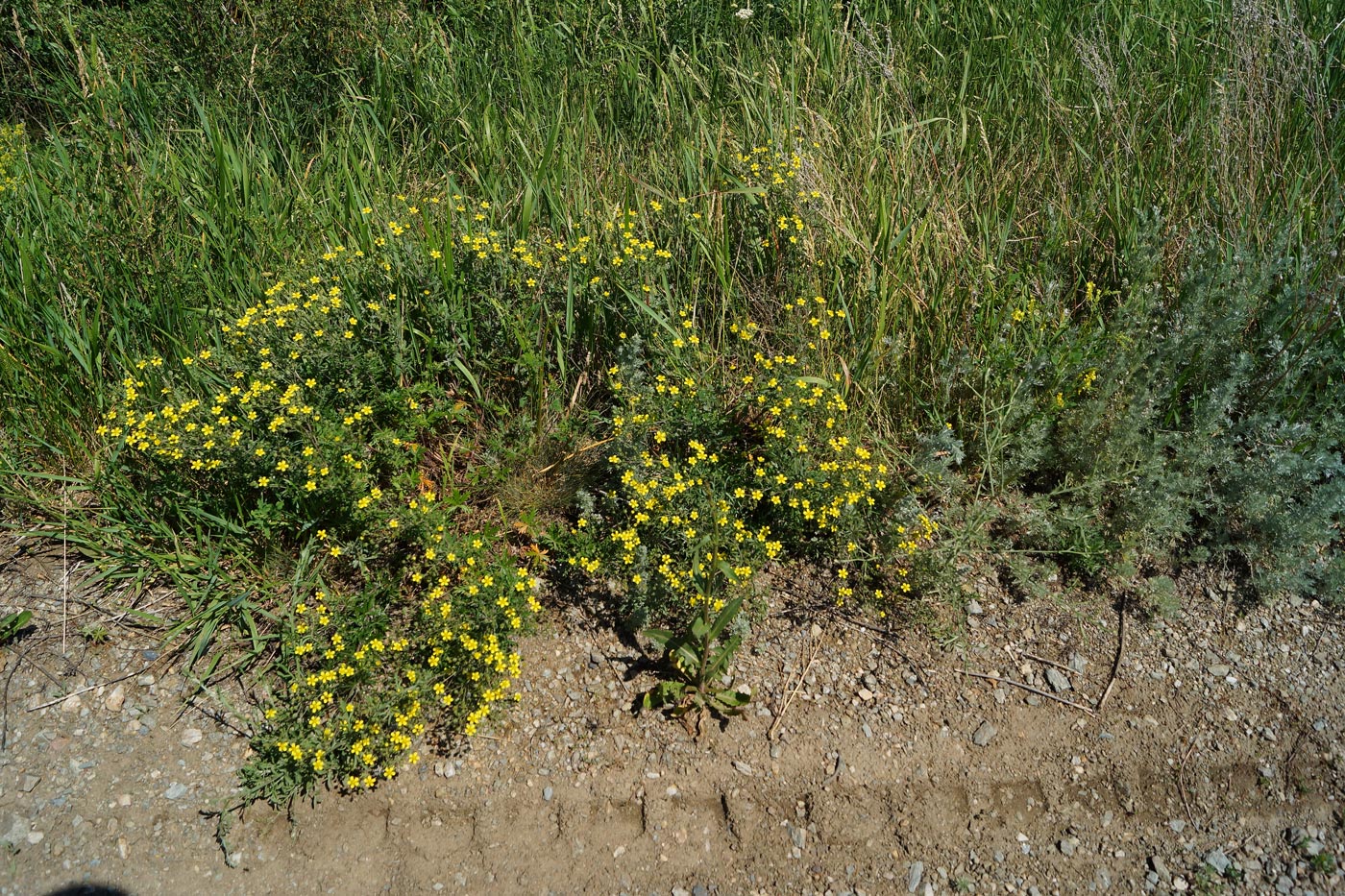 Image of Potentilla canescens specimen.