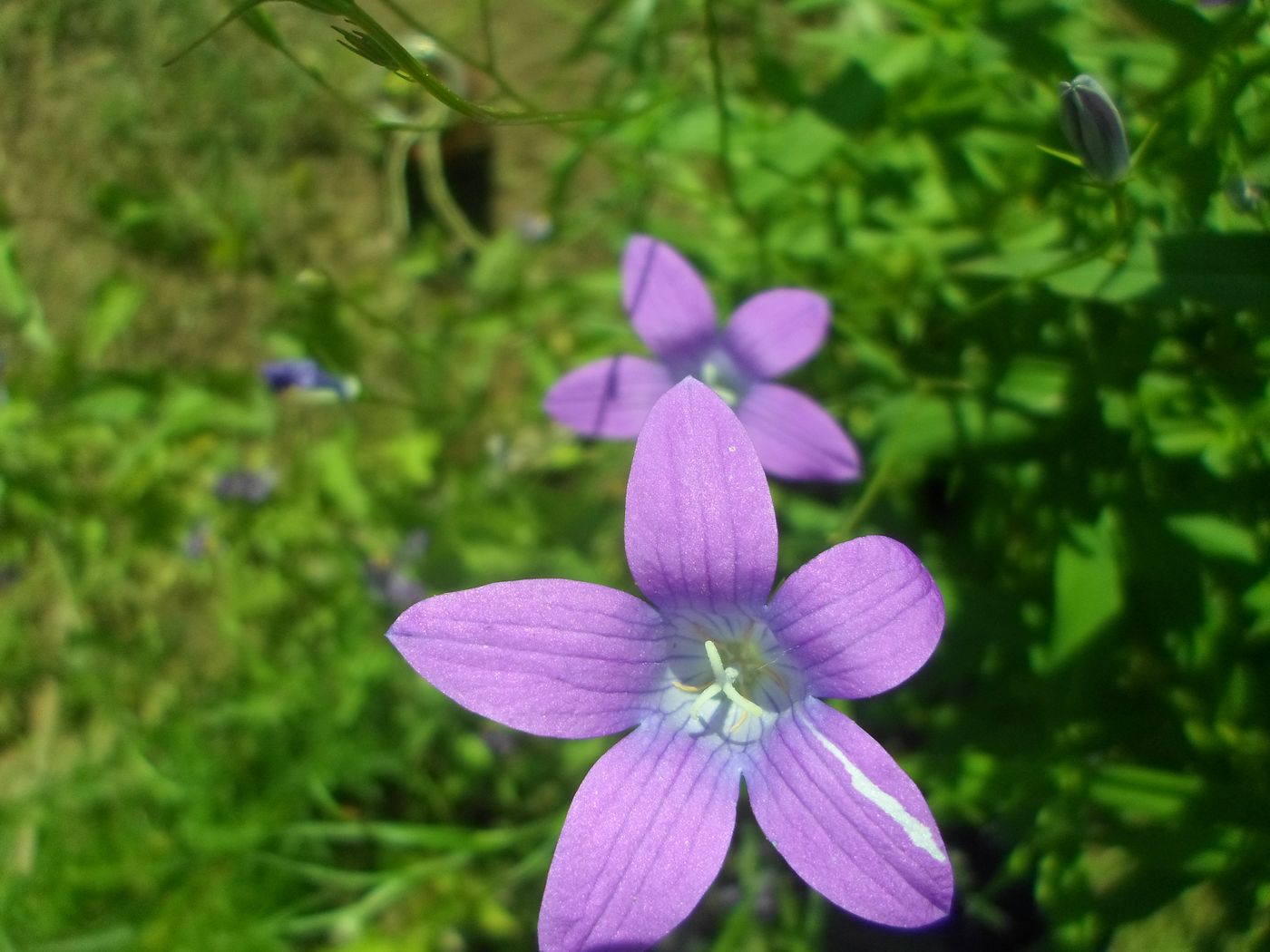 Image of Campanula patula specimen.