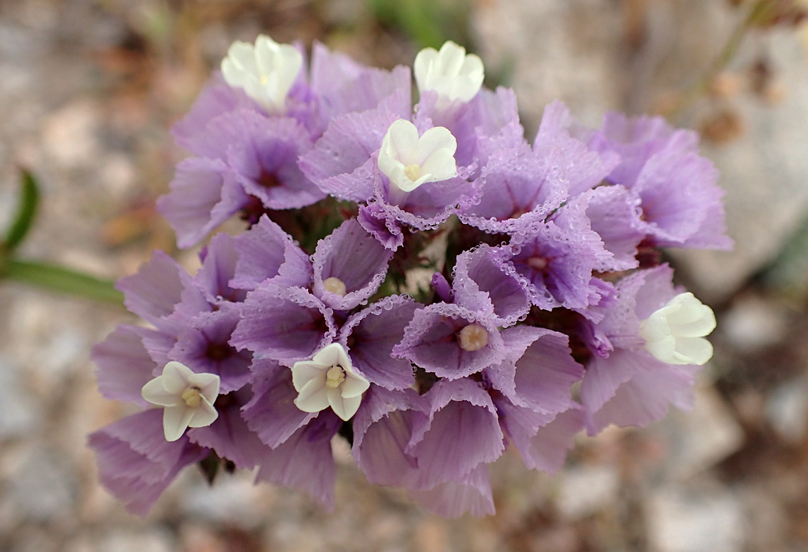 Image of Limonium sinuatum specimen.