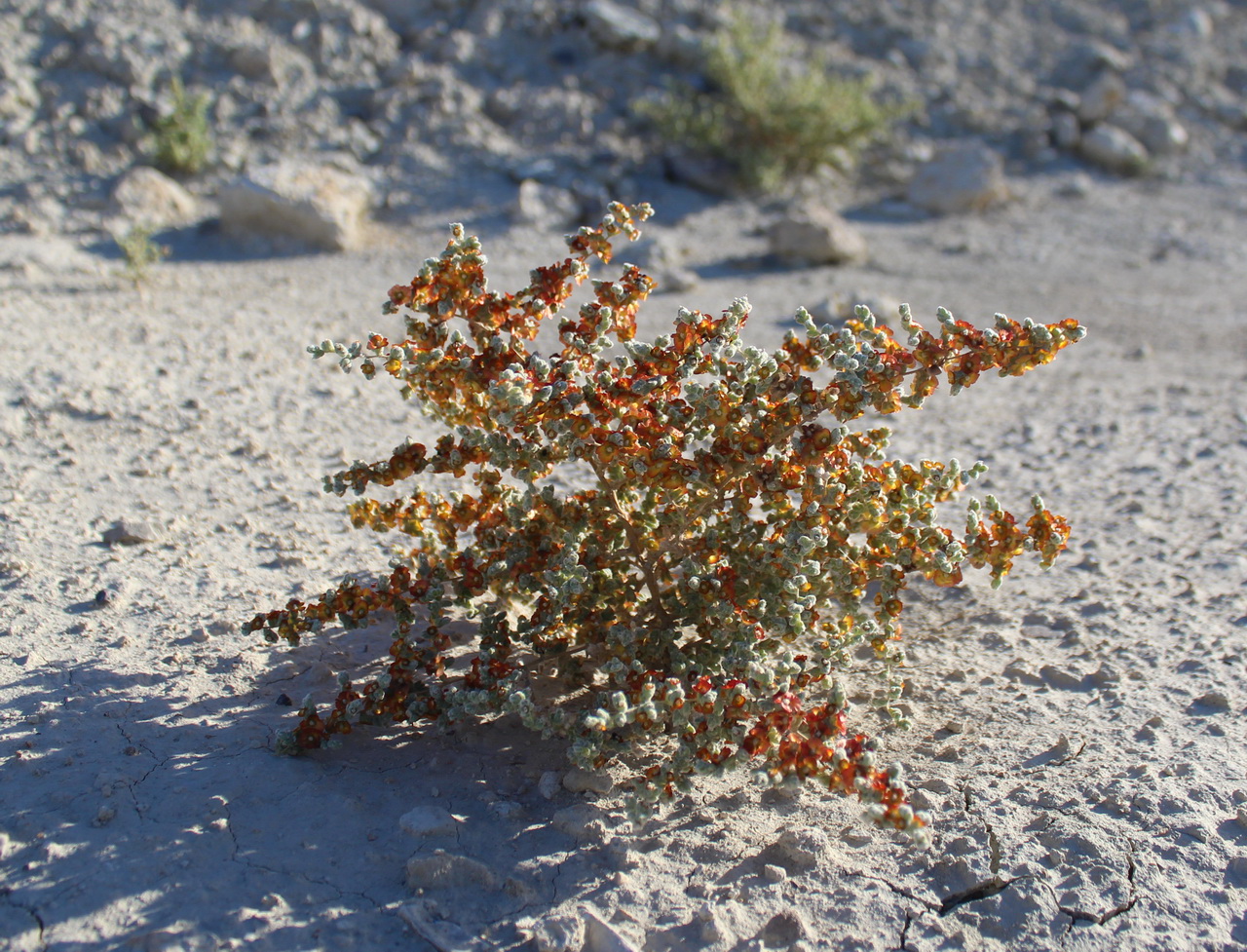 Изображение особи Salsola gossypina.