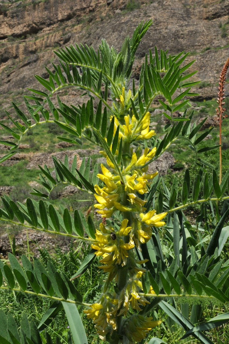 Image of Astragalus sieversianus specimen.