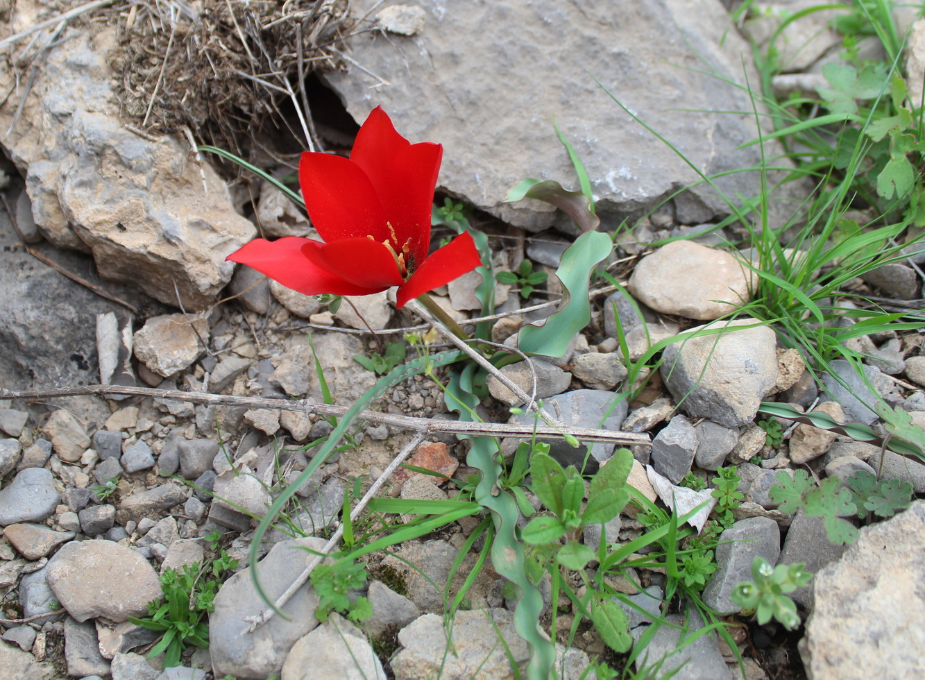 Изображение особи Tulipa wilsoniana.