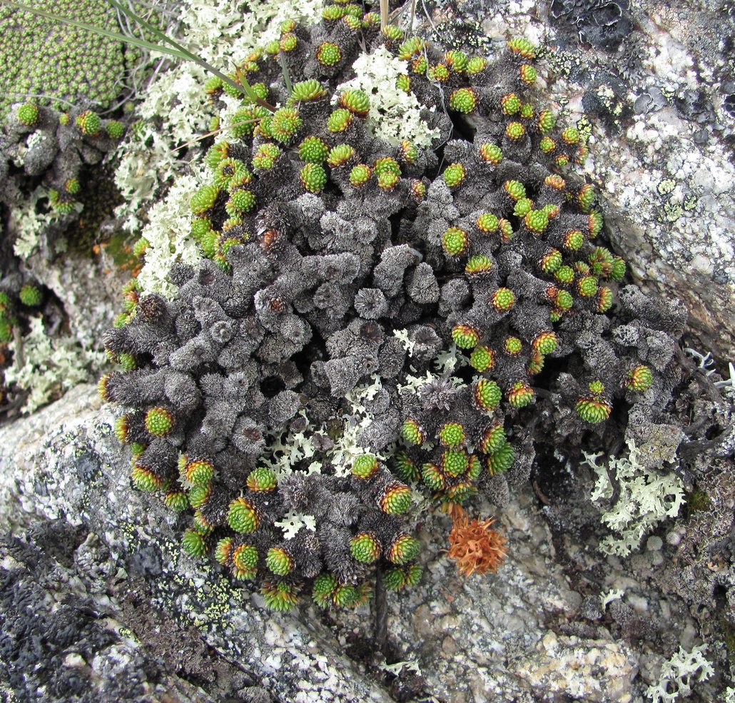 Image of Saxifraga unifoveolata specimen.