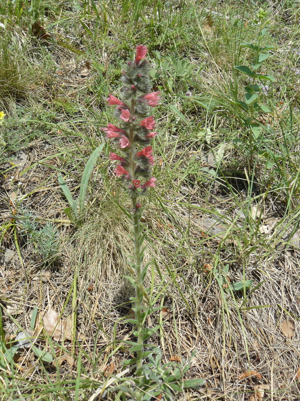 Image of Echium popovii specimen.