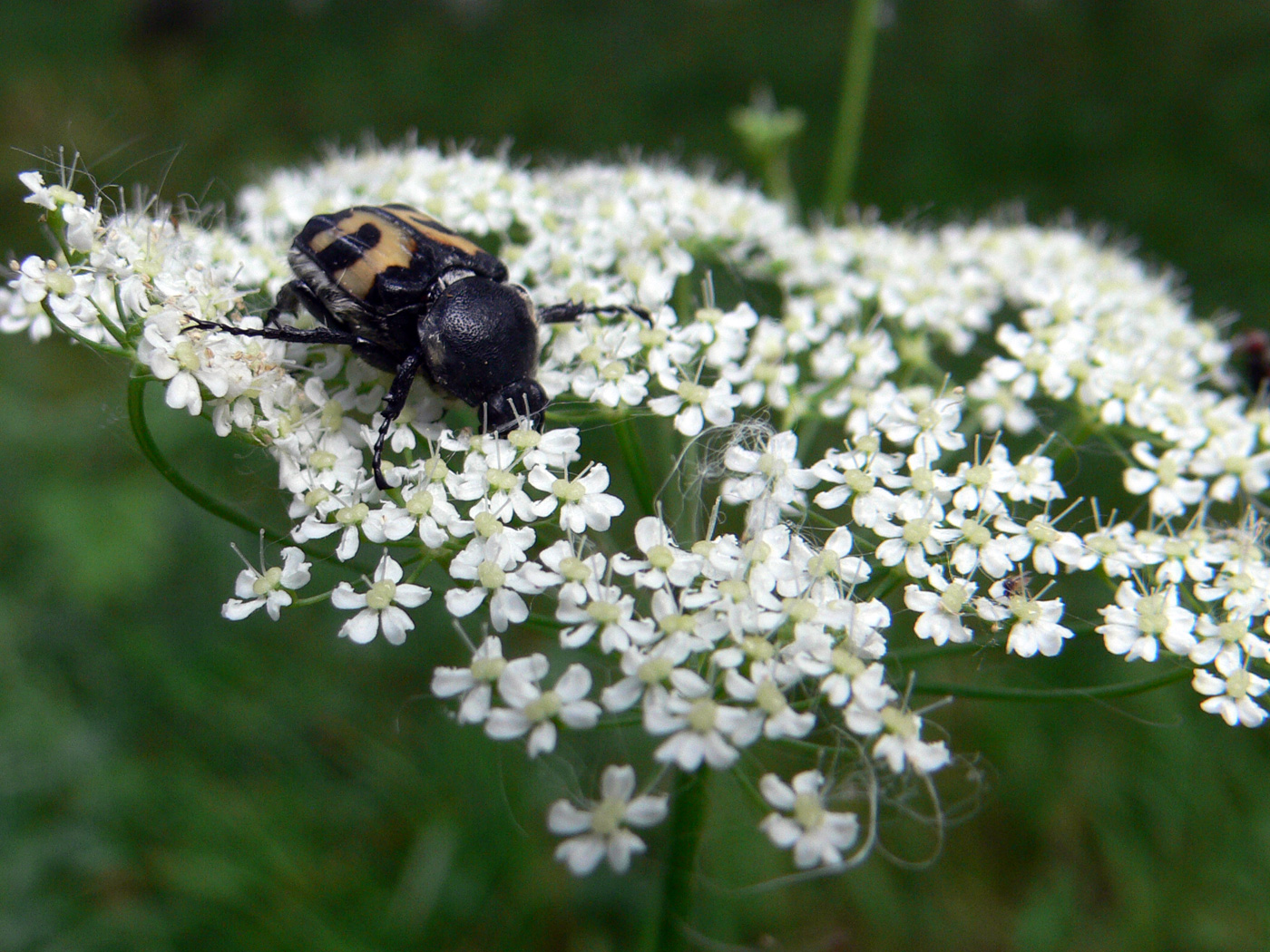 Image of Pimpinella saxifraga specimen.