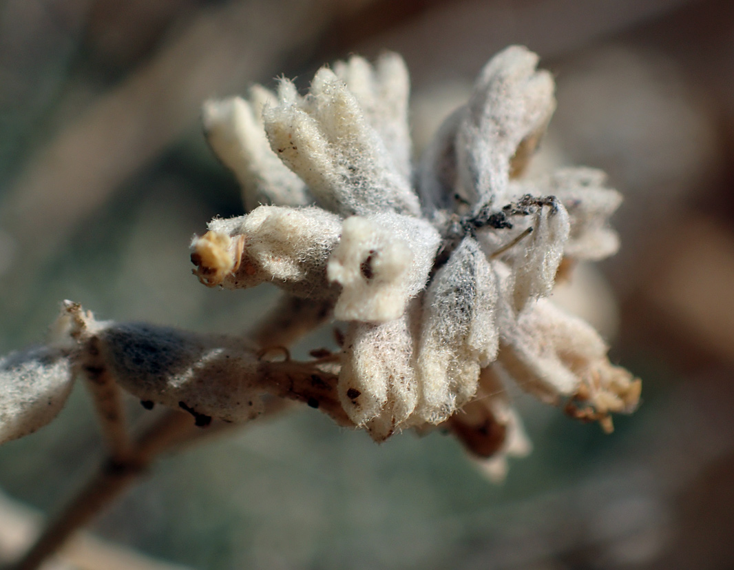 Image of Teucrium capitatum specimen.