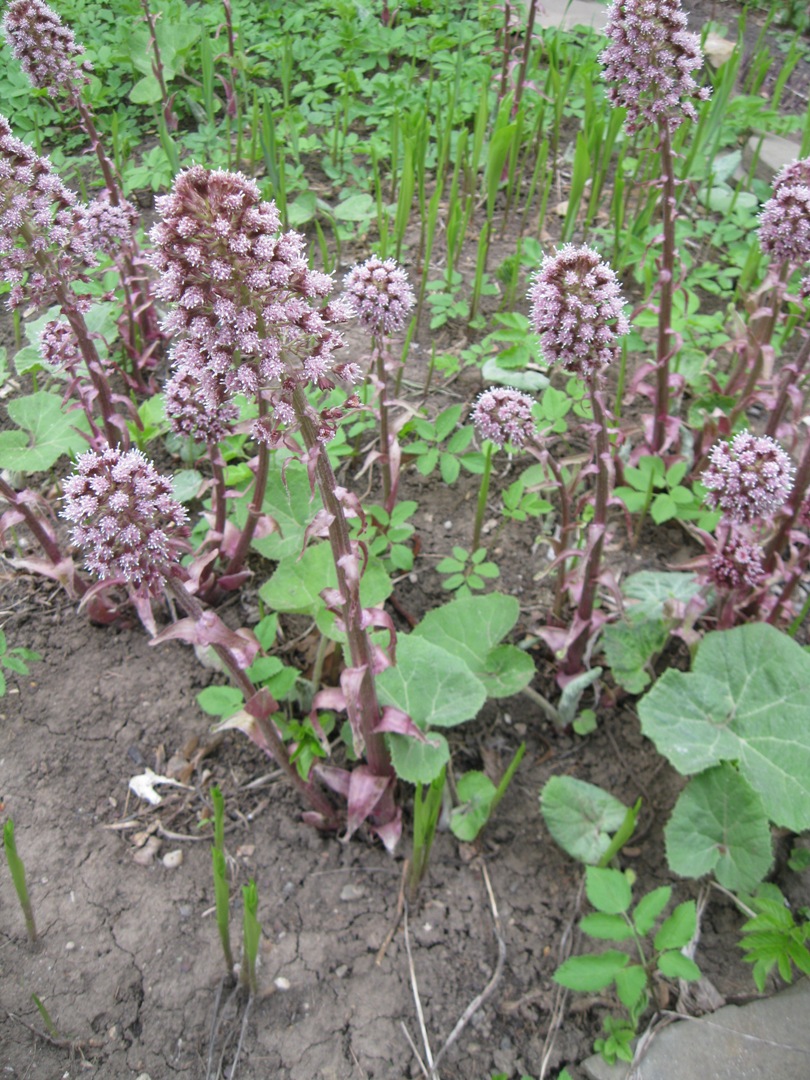 Image of Petasites hybridus specimen.