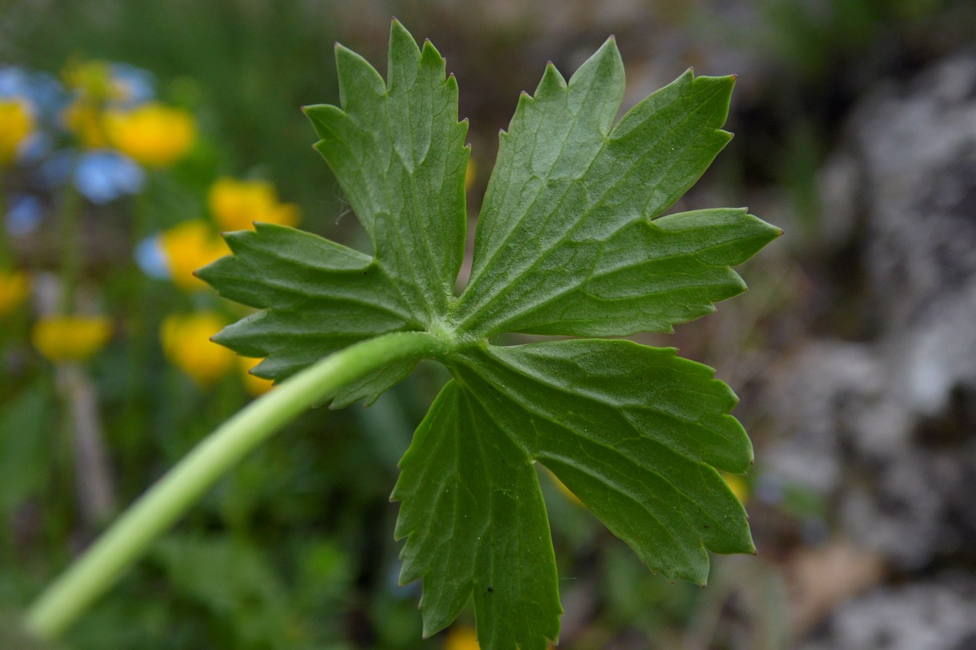 Image of Ranunculus oreophilus specimen.