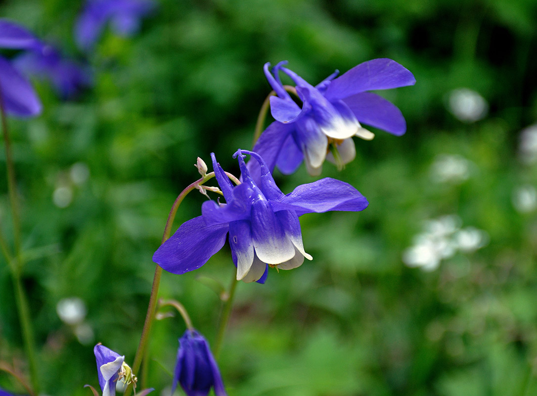 Image of Aquilegia sibirica specimen.