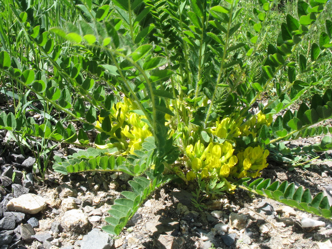 Image of Astragalus schanginianus specimen.