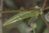 Crepis rhoeadifolia. Лист в верхней части растения и часть разветвляющегося стебля. Крым, Бахчисарайский р-н, окр. пгт Куйбышево, перепаханный луг. 11.07.2019.